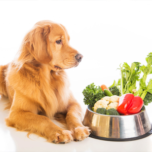 Canine Nutrition