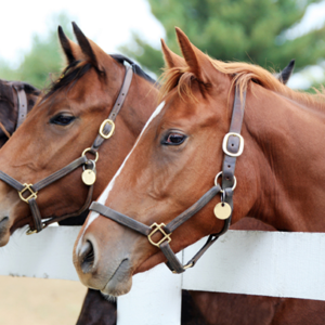 Horse Care